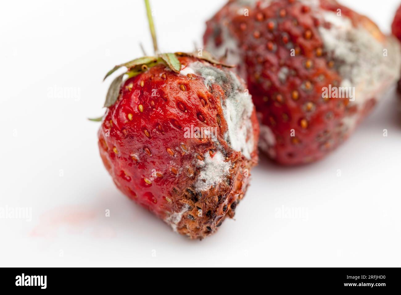 Strawberries with mold Stock Photo by leungchopan