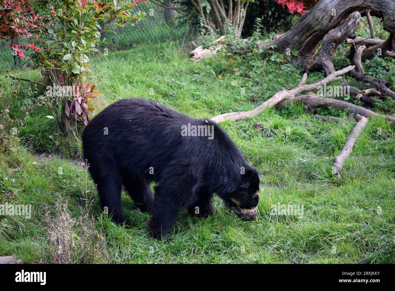 sun bear at chester zoo Stock Photo - Alamy