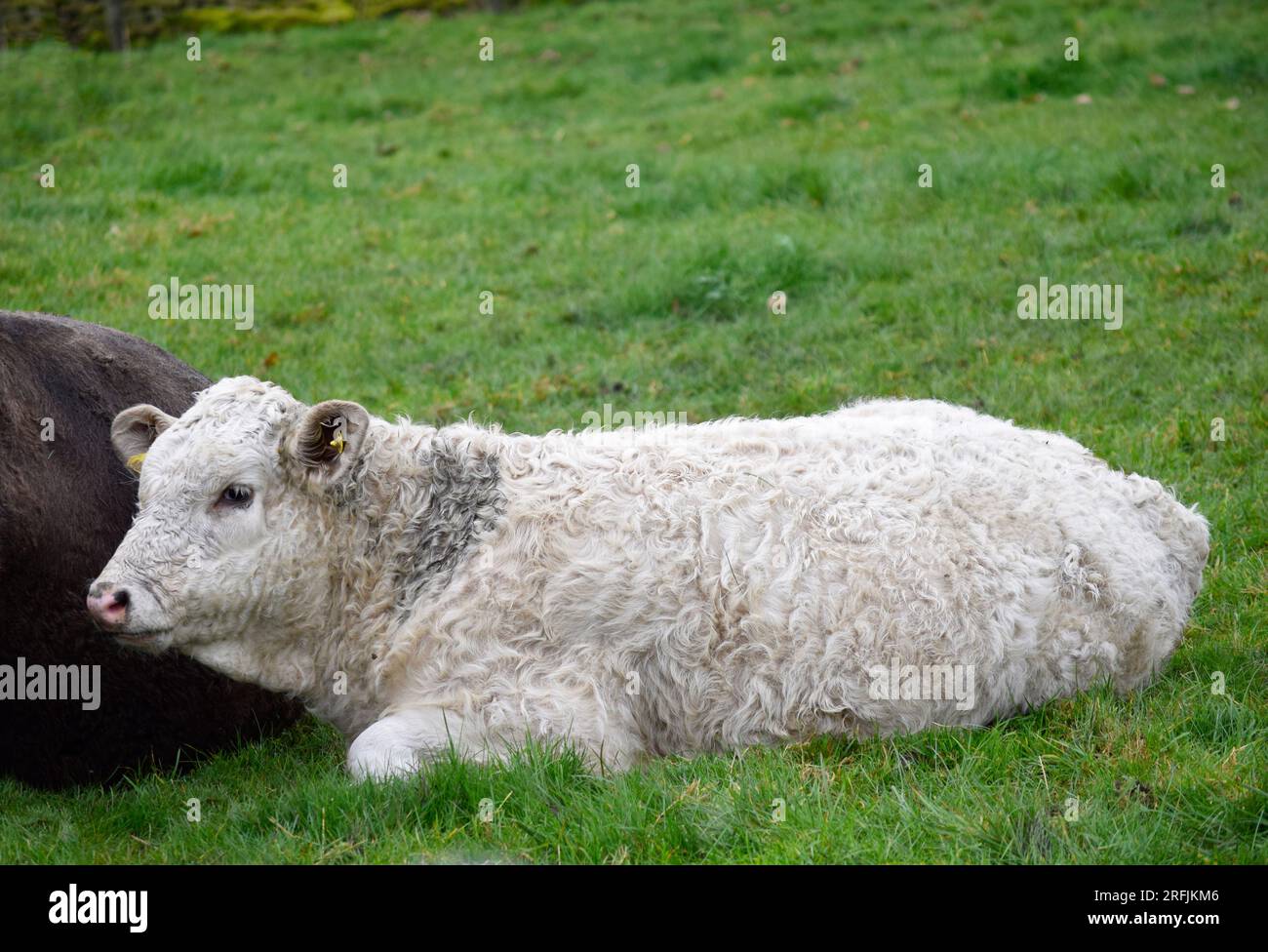 cow and calf lying down Stock Photo Alamy