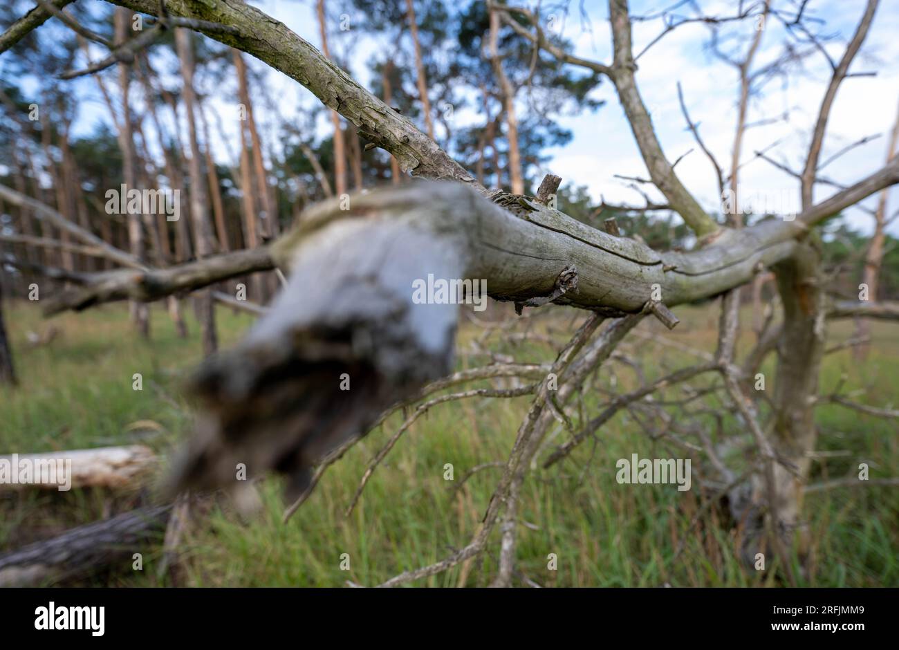 Bergwitz, Germany. 04th Aug, 2023. Dead pine trees stand in a wooded area of the Dübener Heide