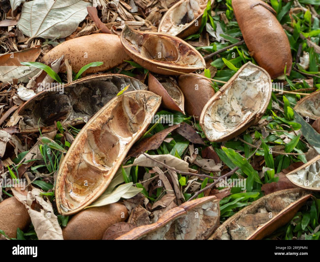 Black Bean  tree pods on the ground, one open and showing the space where the three seeds were Stock Photo