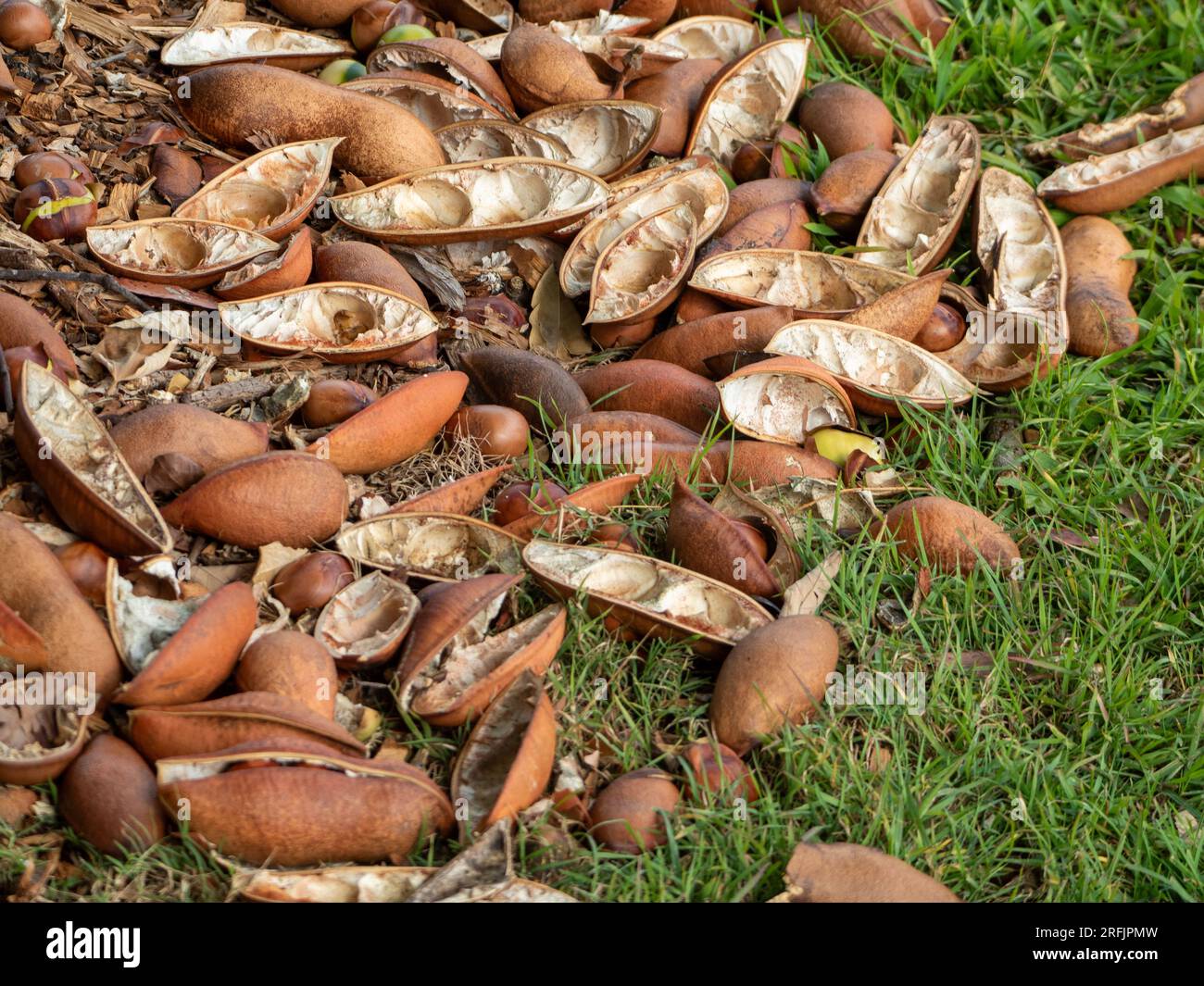 Many Pods that have three to five seeds from the Black Bean  tree, Castanospermum australe, on the ground Stock Photo