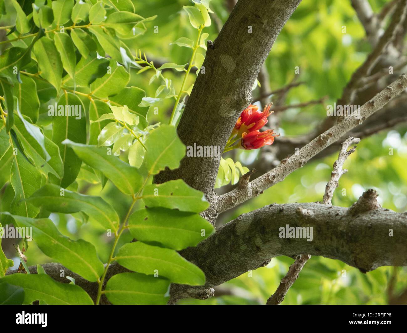 Castanospermum australe , Black Bean Tree or Moreton Bay Chestnut with red flowers and green leaves Stock Photo