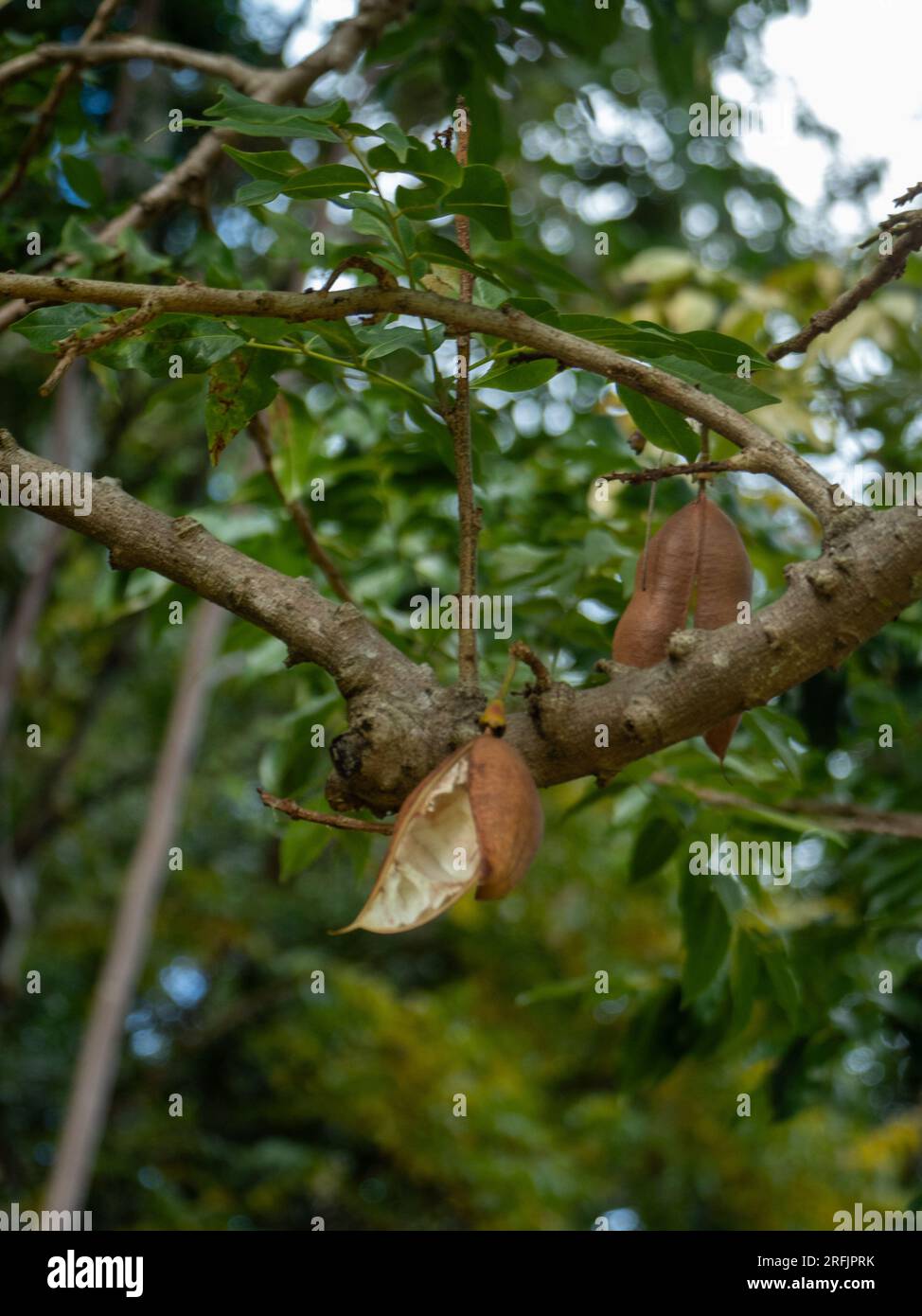 Pods that have three to five seeds hanging from the Black Bean  tree, Castanospermum australe Stock Photo