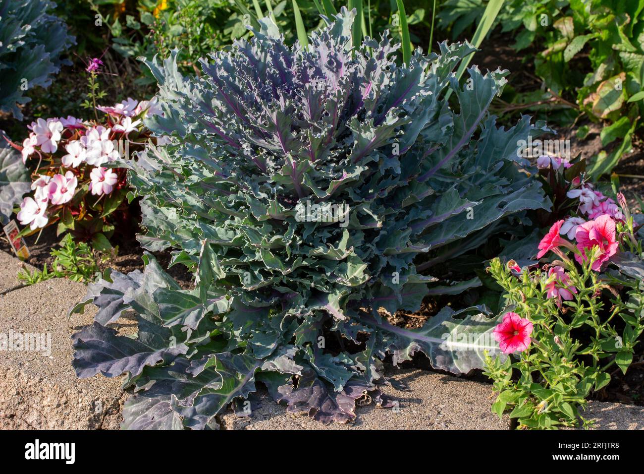 Close up view of an ornamental kale plant (brassica oleracea) with beautiful large purple textured foliage in a sunny garden Stock Photo