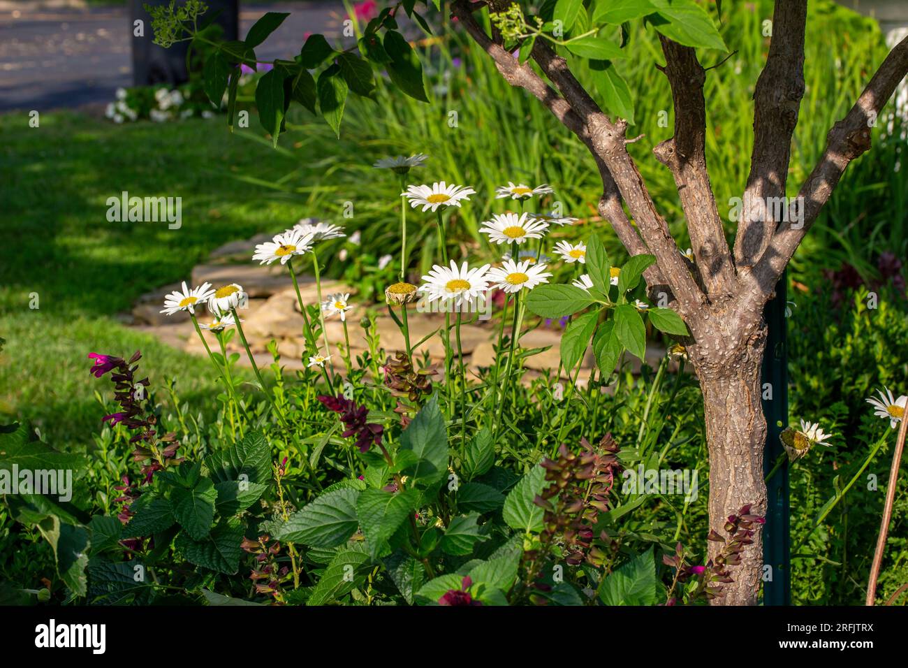 Close up texture view of a beautiful colorful garden featuring a small ornamental tree and white daisies Stock Photo