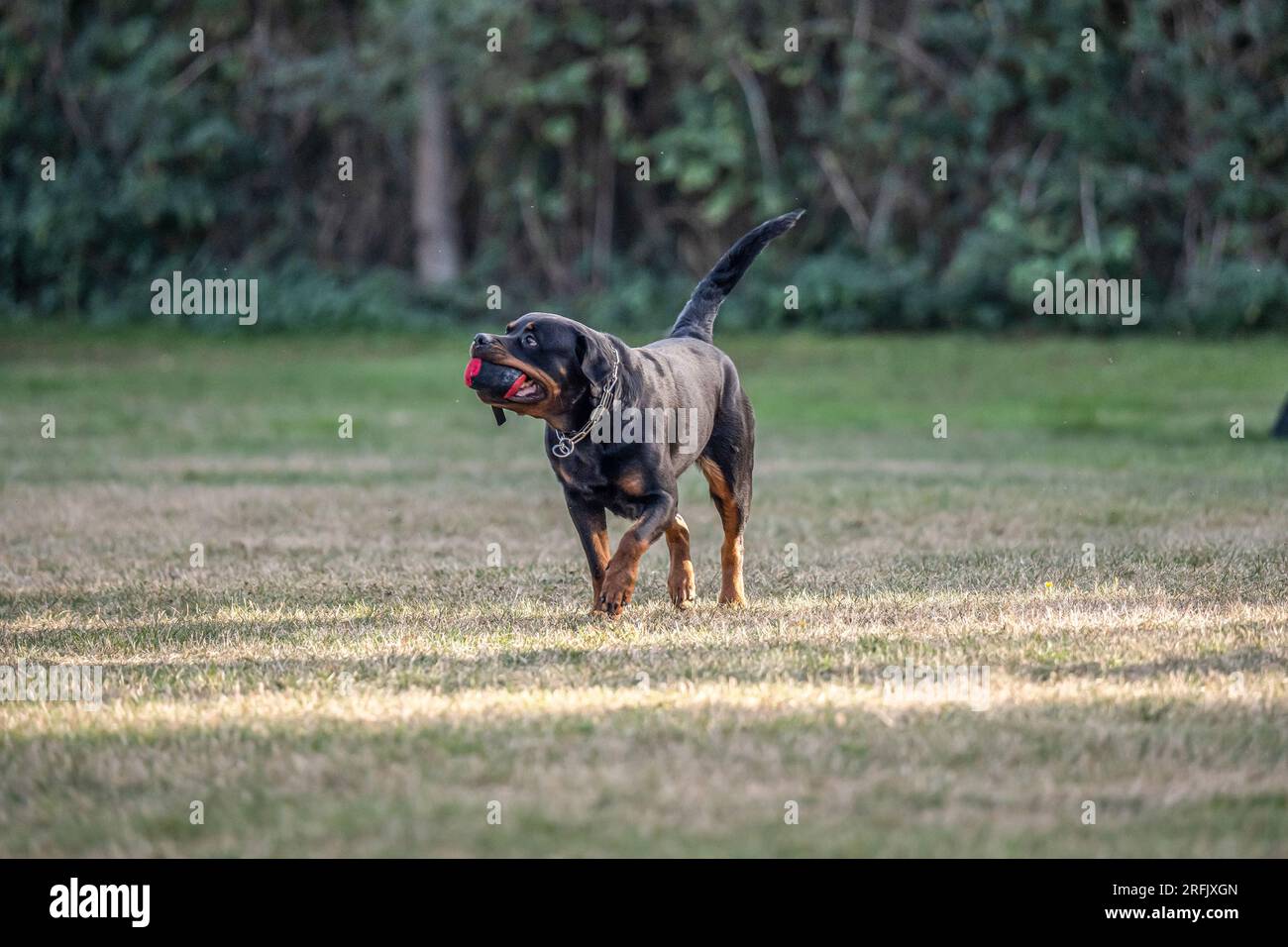 Sport Rottweiler Outdoor dressage ring hi-res stock photography and images - Alamy