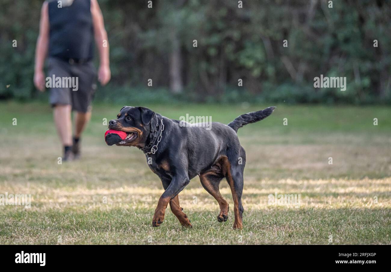 Rottweiler Attack Dog Training