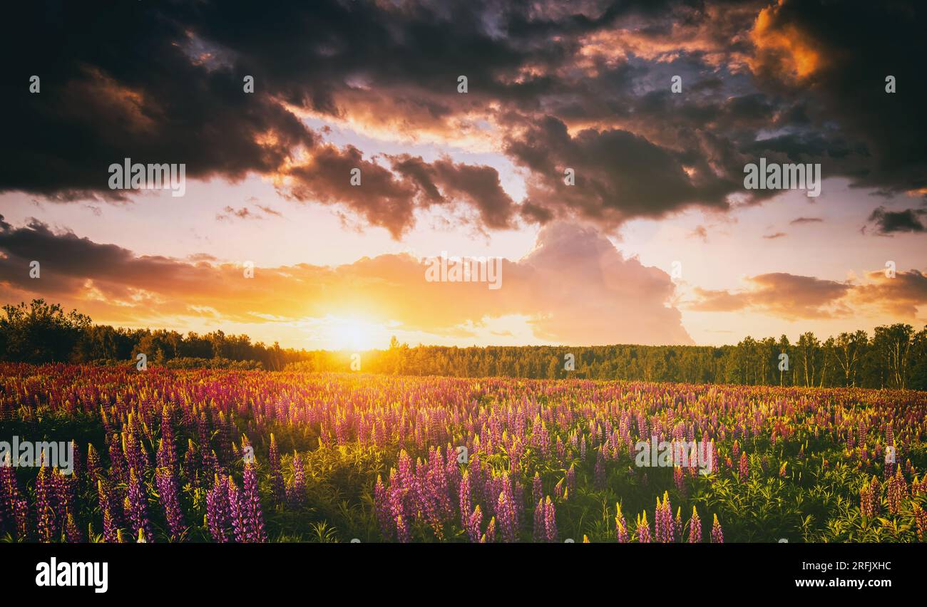 Sunset or sunrise on a field with purple wild lupines and wildflowers ...