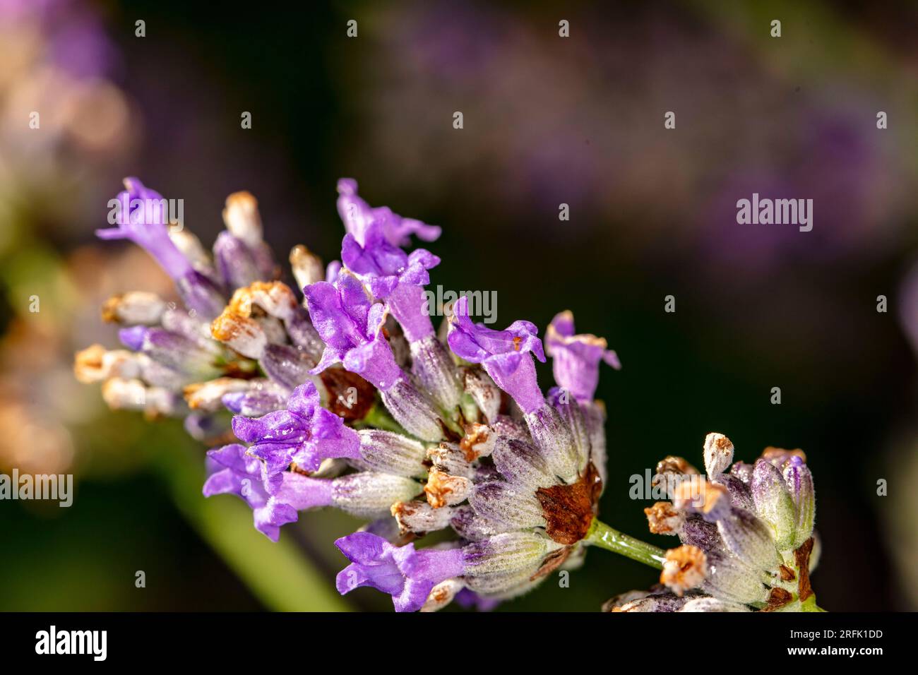 Natural very close up flowering plant portrait of aromatic Lavender