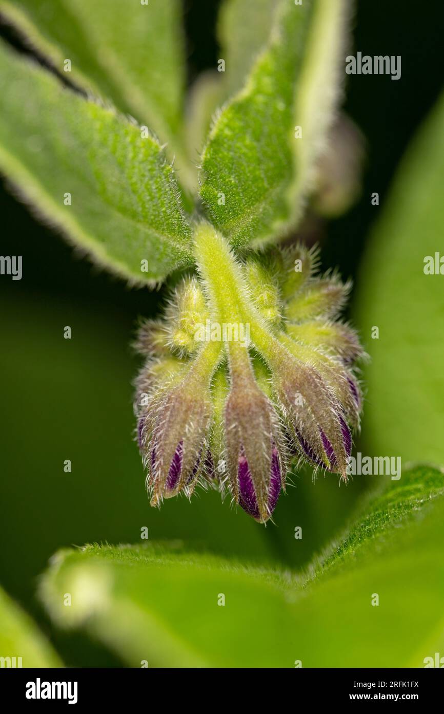 Comfrey, Symphytum officinale, flowers. Natural close up flowering ...