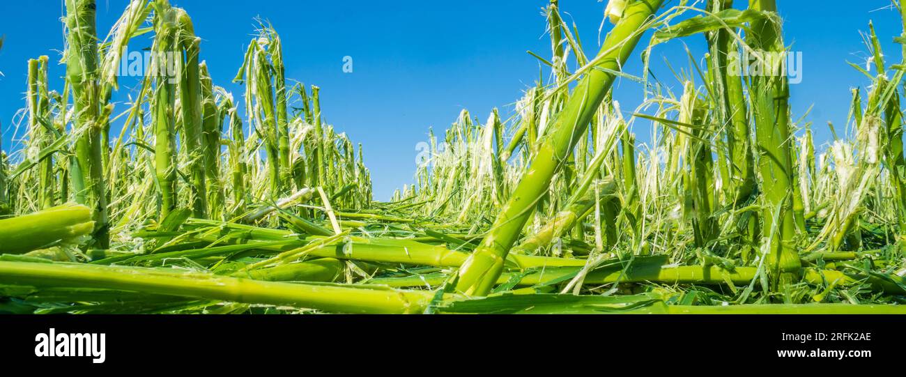 heavy storm and hail destroyed agricultural field Stock Photo