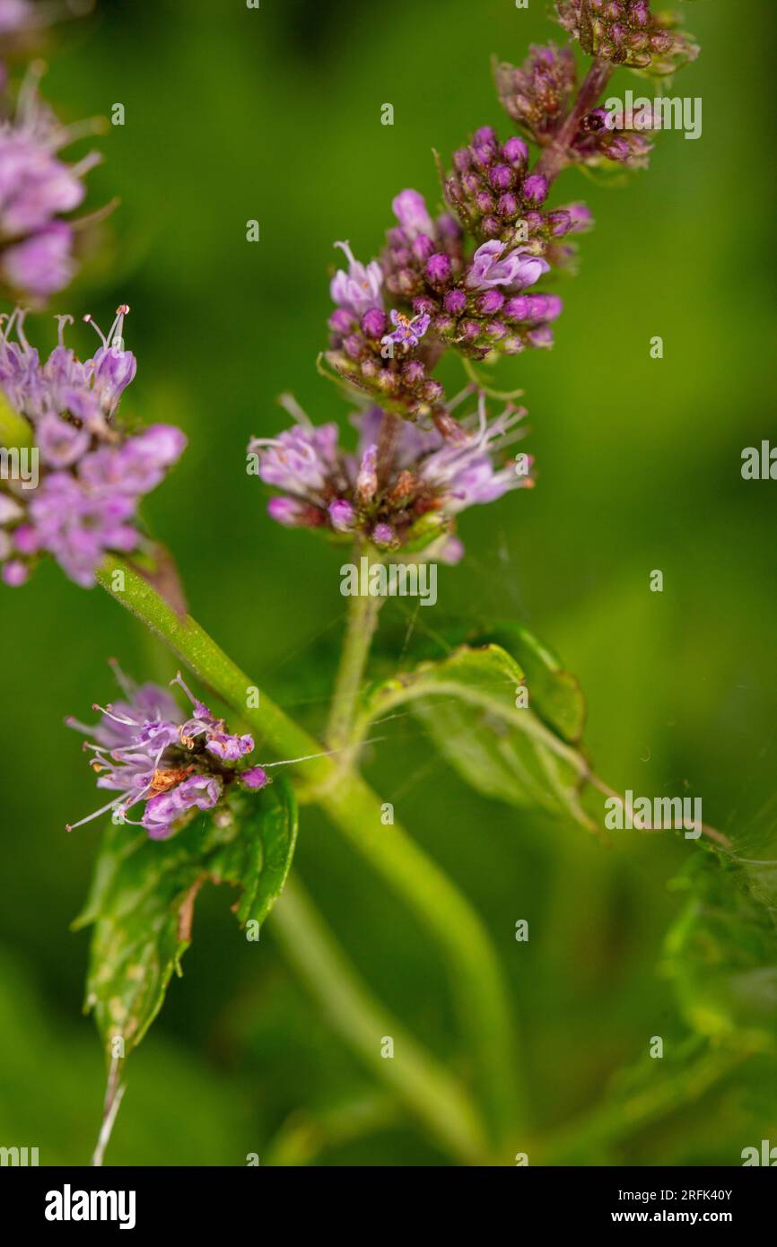 Super attractive and pollinator attractant garden mint flowers in good