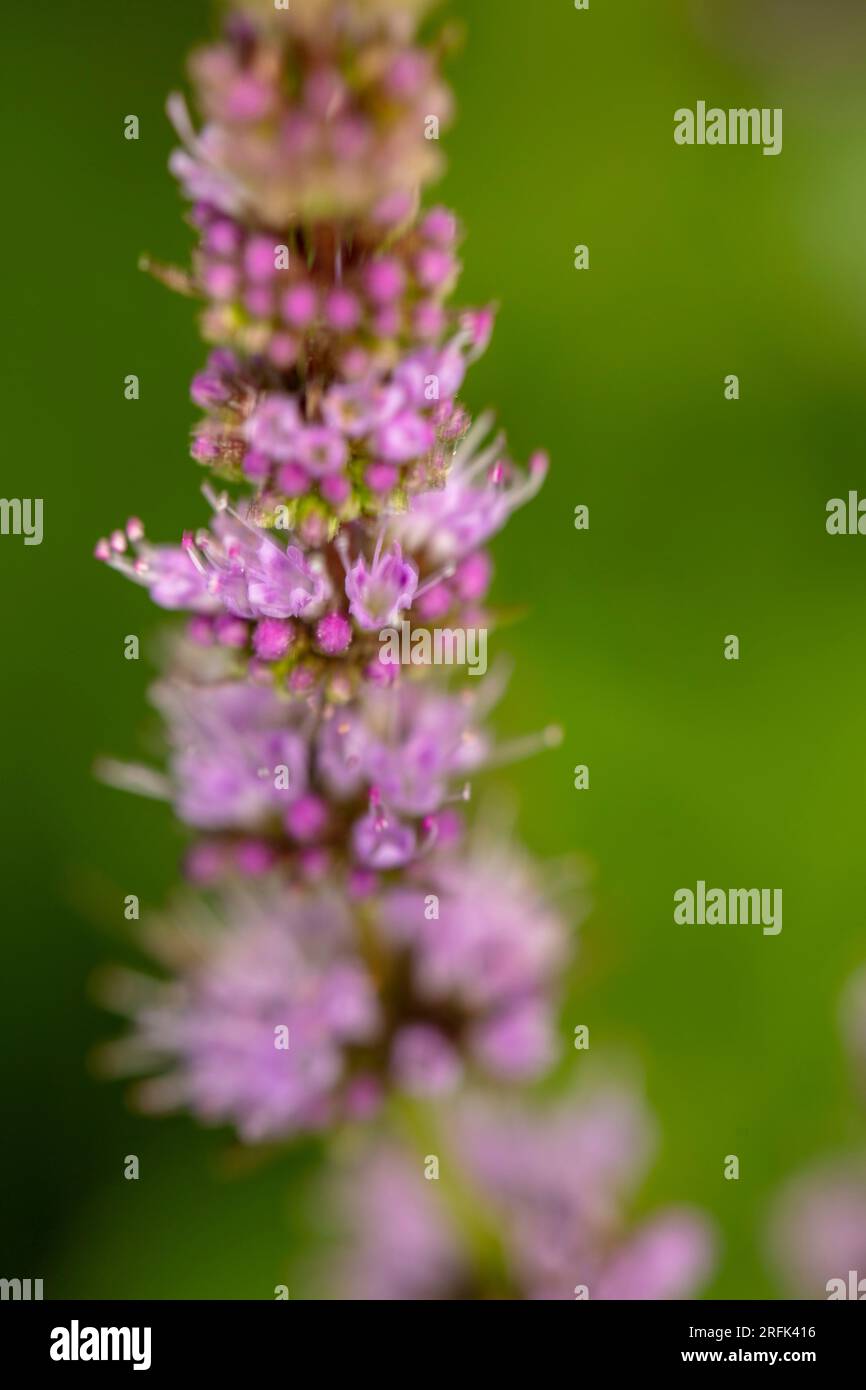 Pollinator attractant plant hires stock photography and images Alamy