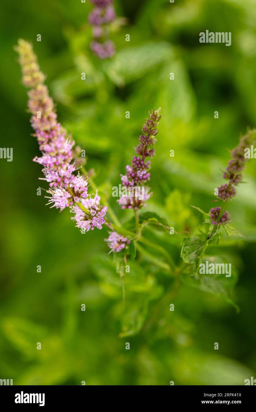 Pollinator attractant plant hires stock photography and images Alamy