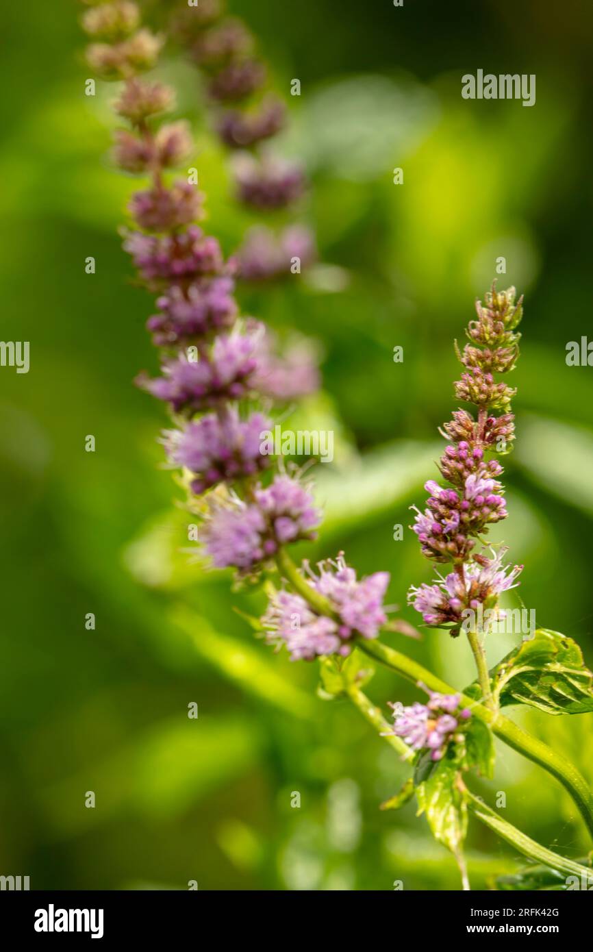 Super attractive and pollinator attractant garden mint flowers in good