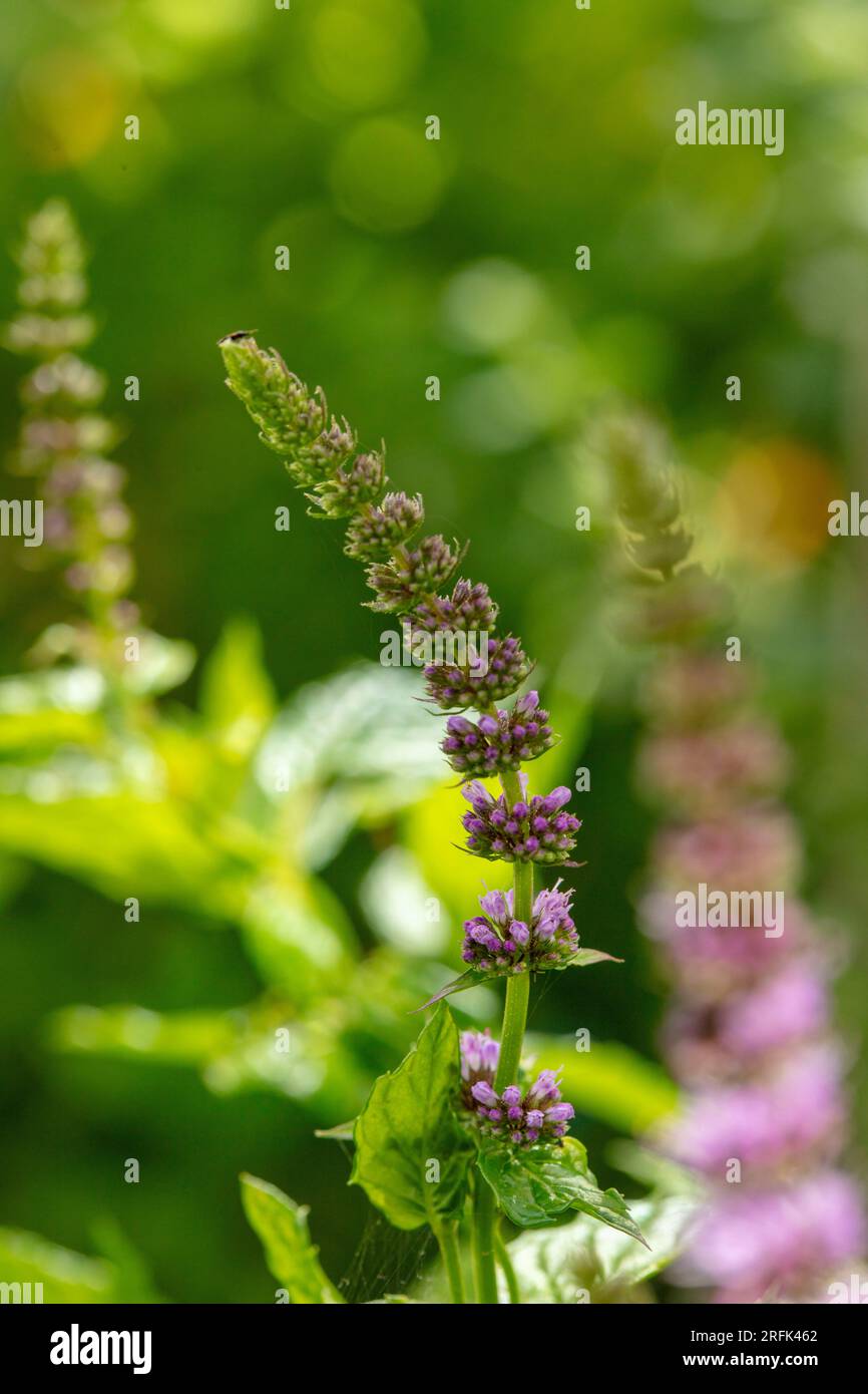 Pollinator attractant plant hires stock photography and images Alamy