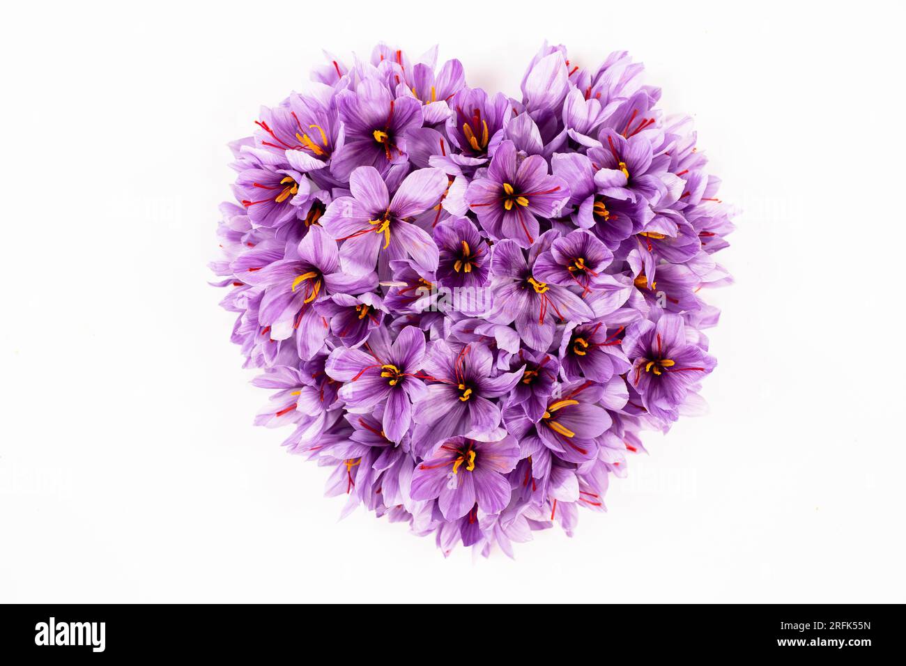 Saffron flower Cut Out Stock Images & Pictures - Alamy