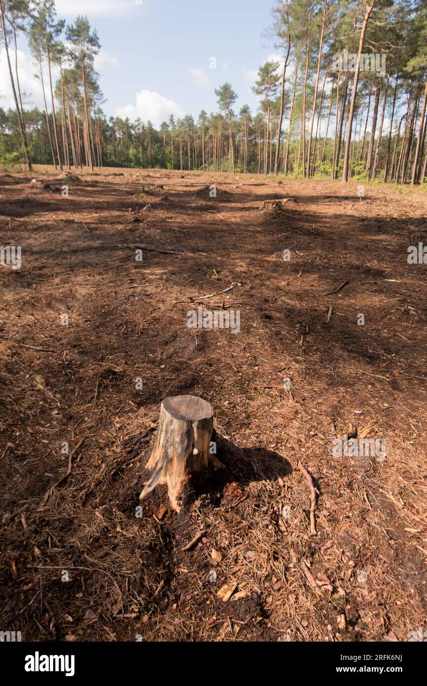 A patch of forest where trees have been cut down Stock Photo - Alamy