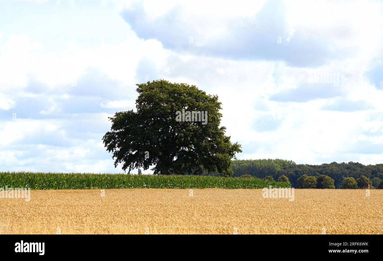 Gewächse in Feld und Flur Stock Photo