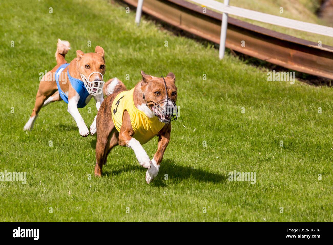 Mullet grains hires stock photography and images Alamy