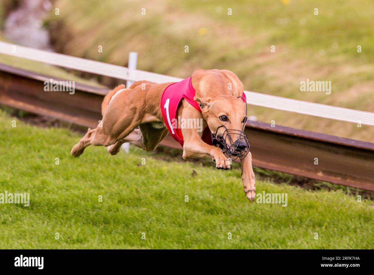 Mullet grains hires stock photography and images Alamy