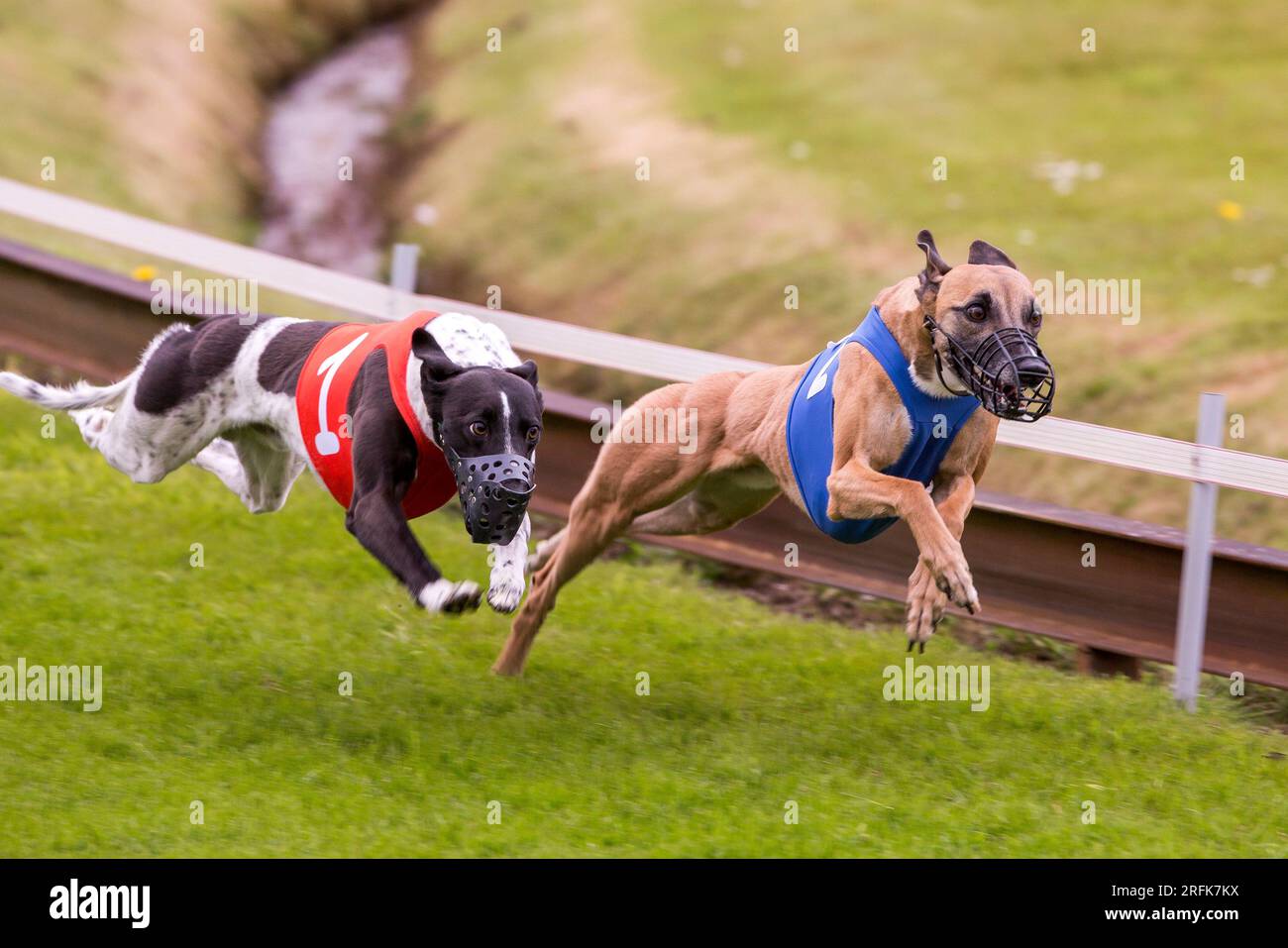The races of dogs hires stock photography and images Alamy