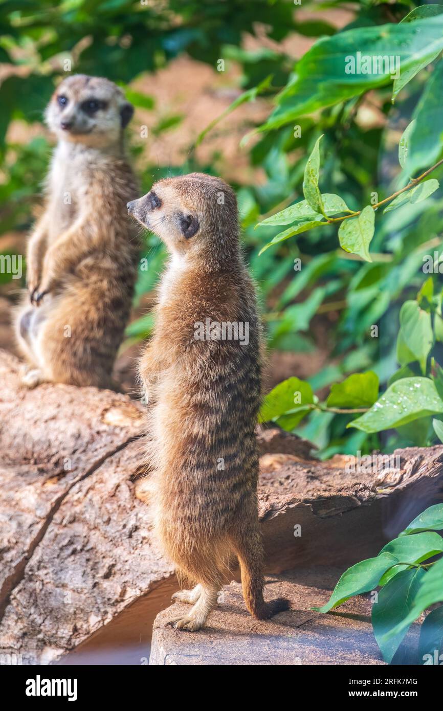 Two cute curious meerkats stand on their hind legs on a sandy hill and ...