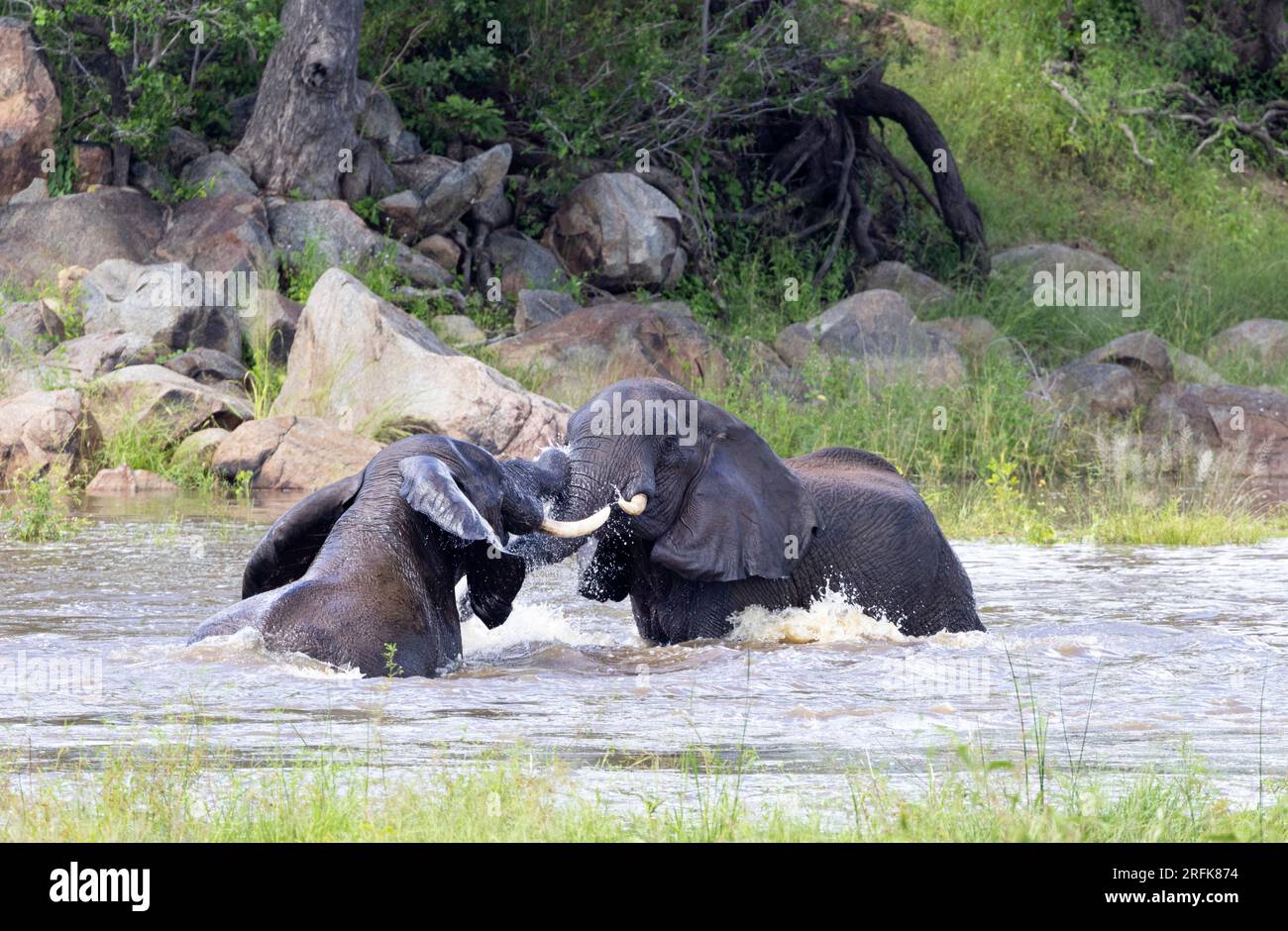 When Elephant bulls meet up at waterpoints they will do a lot of playful socialising. This play maintains bonds that can last decades. Stock Photo