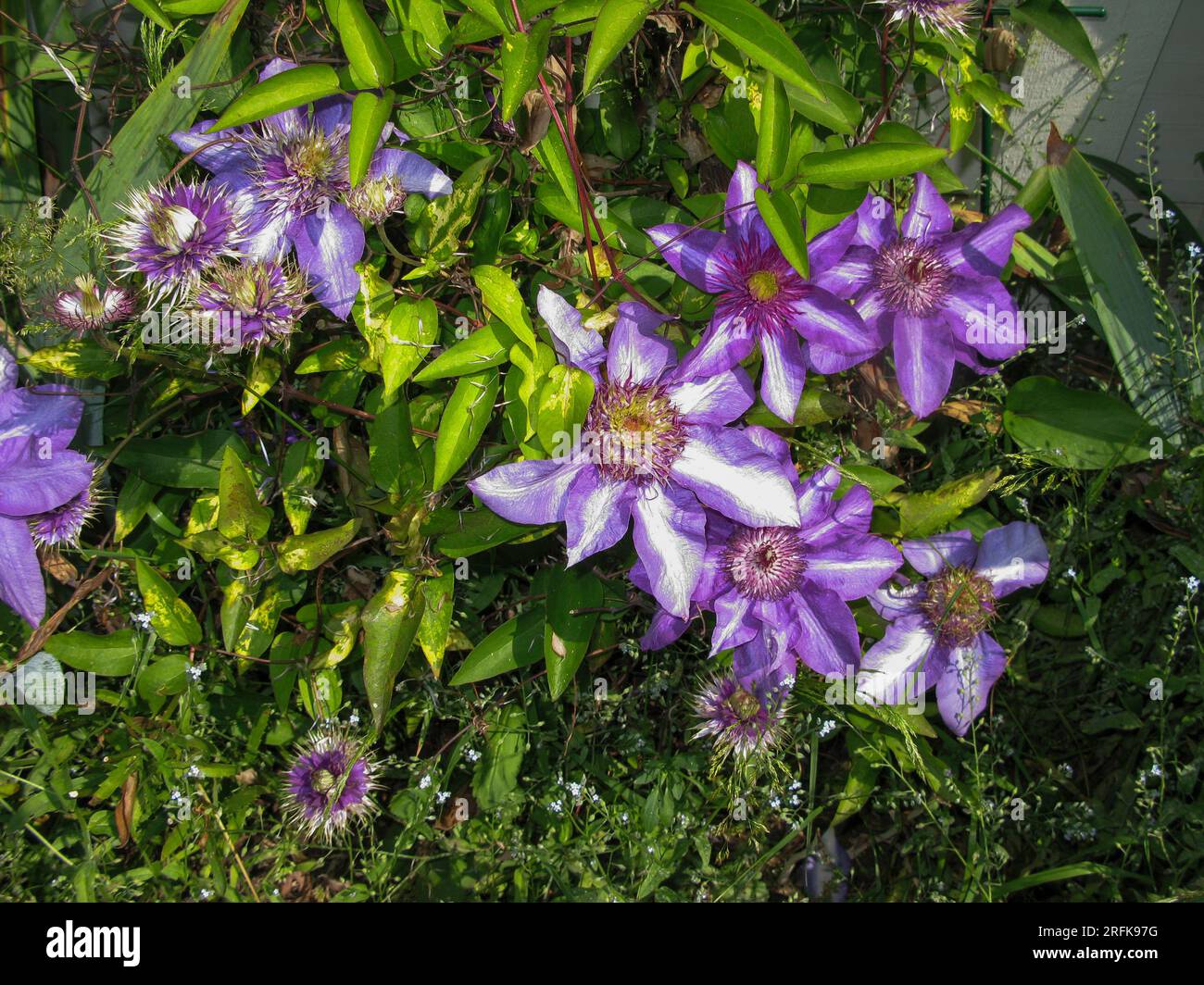 CLEMATIS FLORIDA the Asian Virginsbower or passion flower clematis