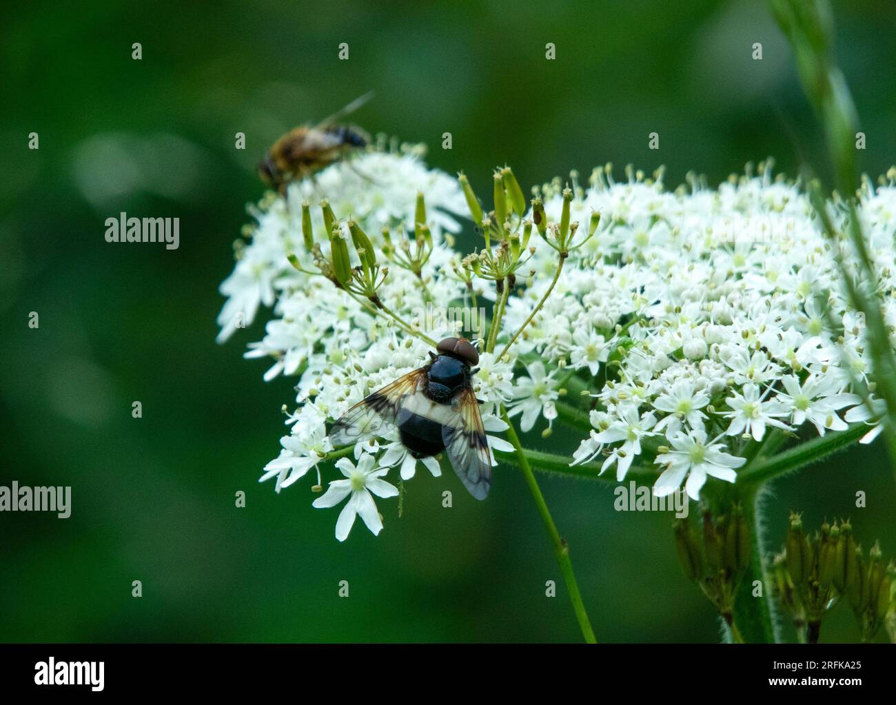 Volucella pellucens hoverfly on white flower head Stock Photo