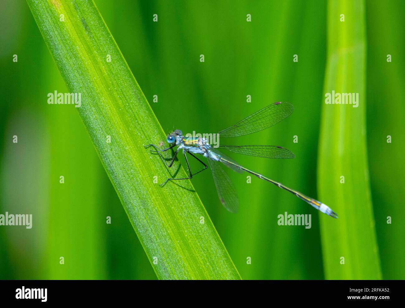 English damselfly hi-res stock photography and images - Alamy