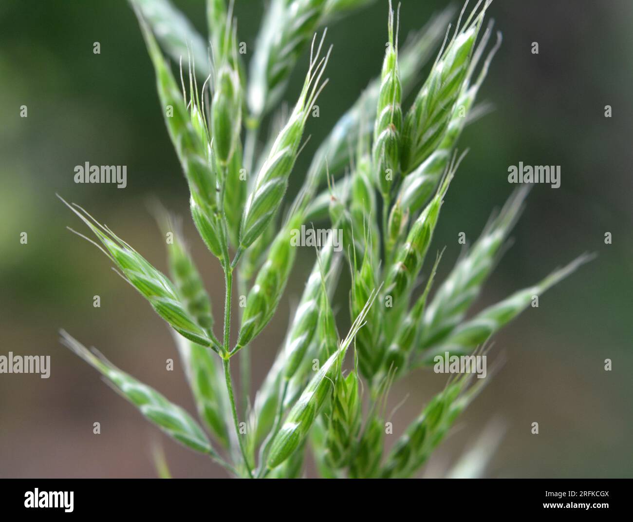 Cereal grass bromus grows in the wild Stock Photo