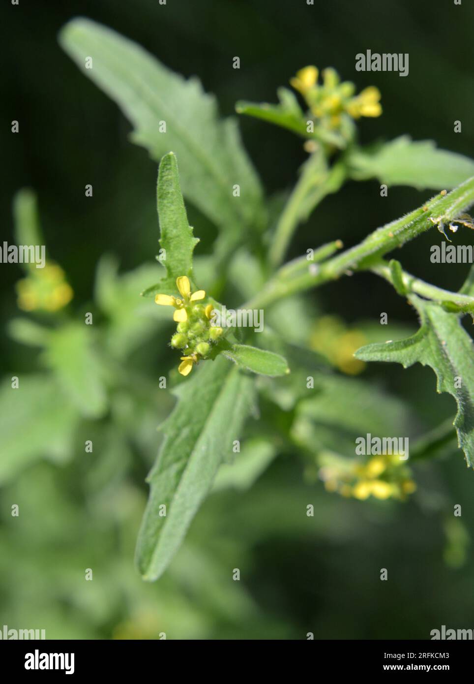 Sisymbrium officinale grows wild in nature in summer Stock Photo
