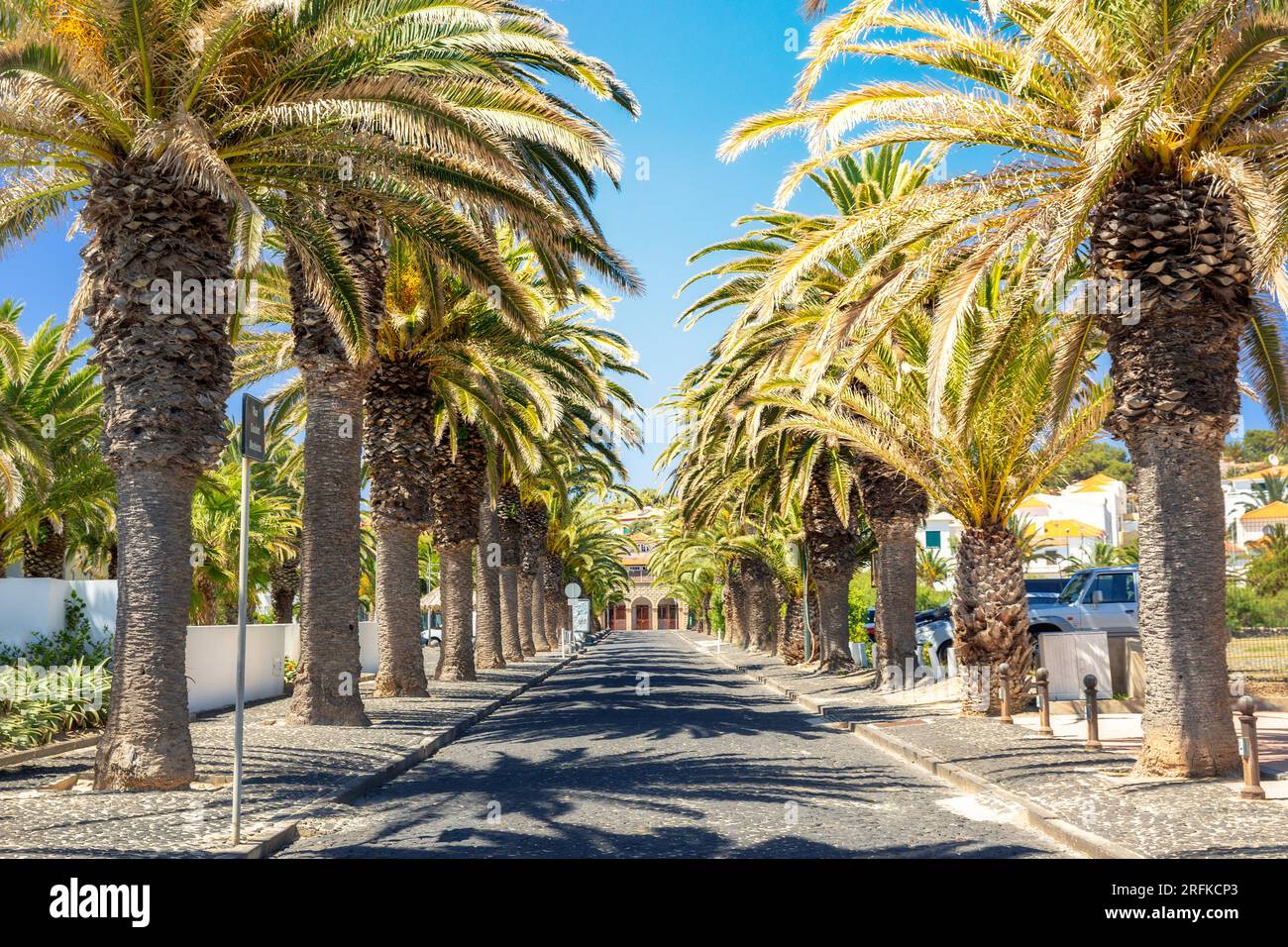 Straight road with palm trees hi-res stock photography and images - Alamy