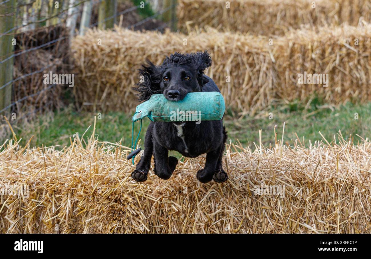 Working Springer and Cocker Spaniels gun dog training session practicing scurries. The spaniels