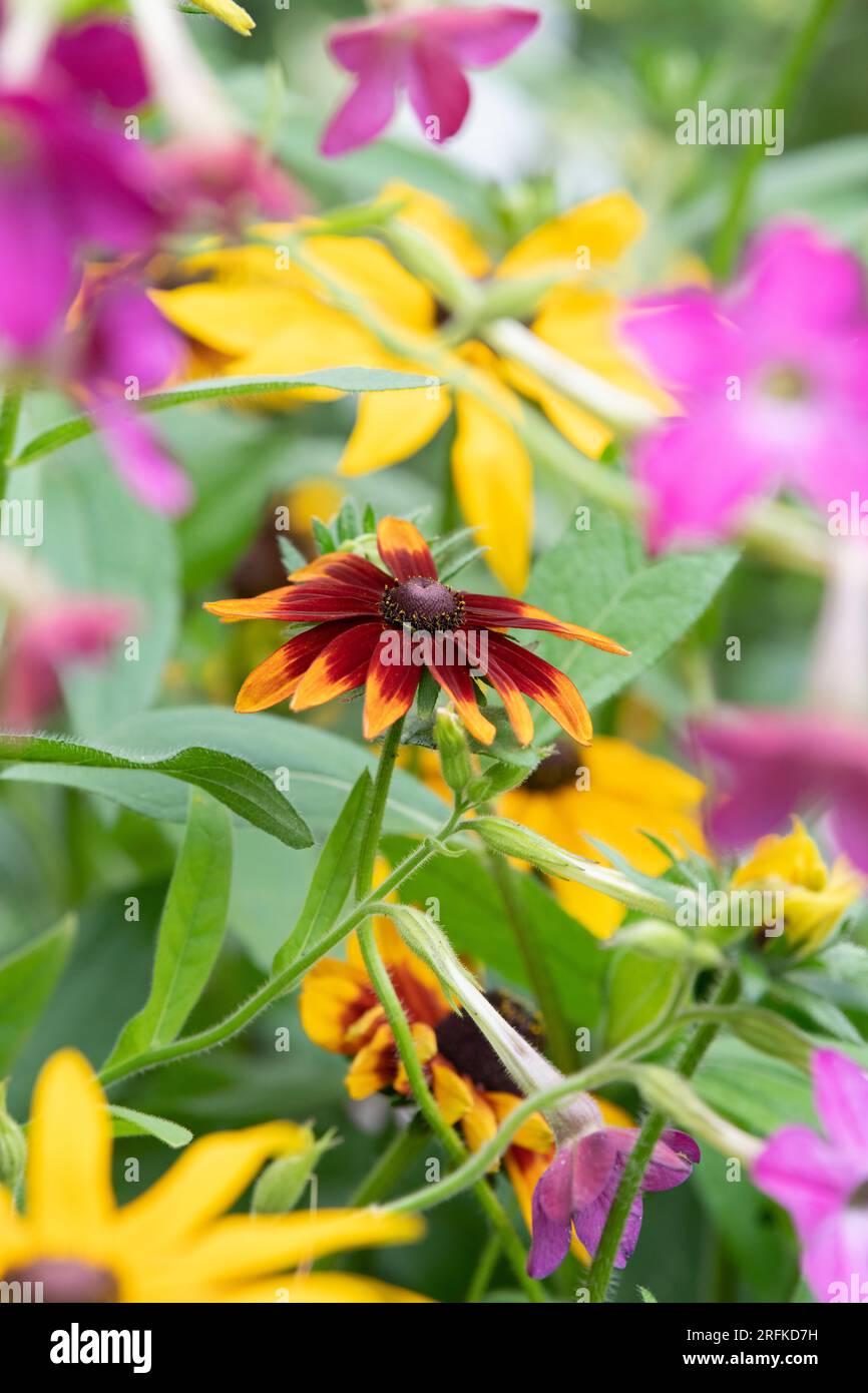 Rudbeckia. Coneflower in an english garden border. UK Stock Photo