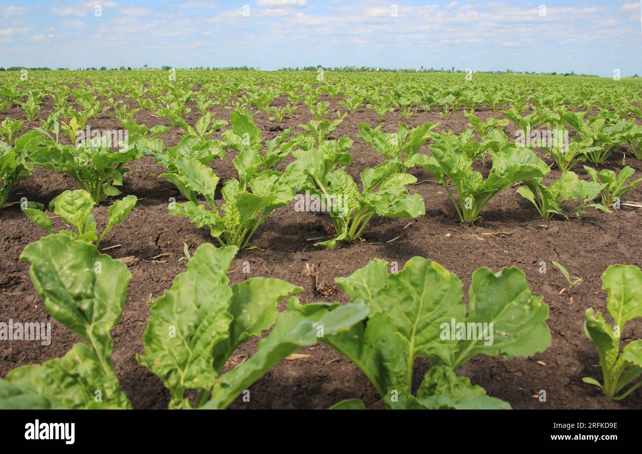 At the beginning of summer, sugar beets grow on a farm field Stock