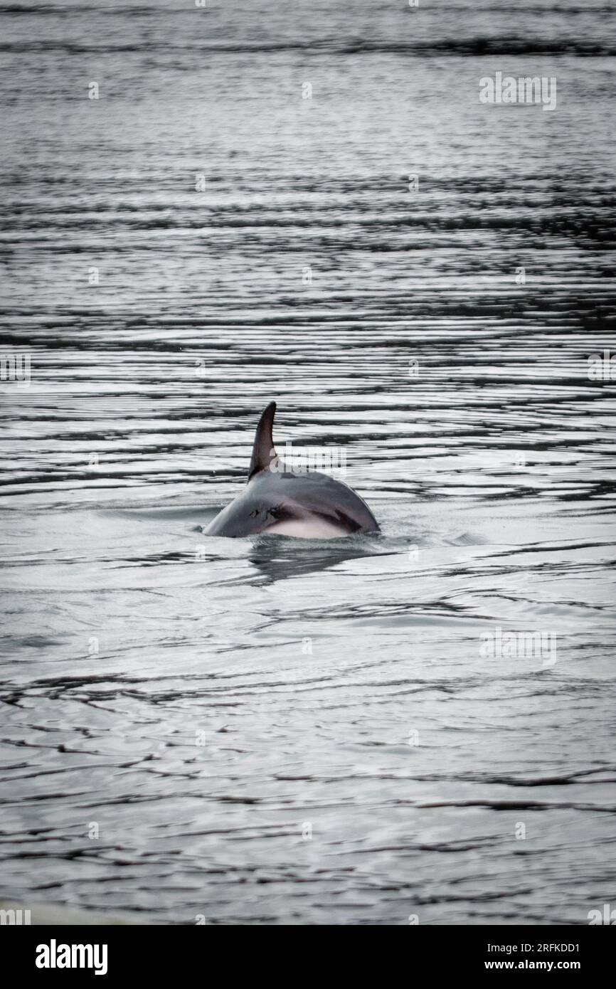 A photo of a dolphin who has just surfaced out of the ocean. You can
