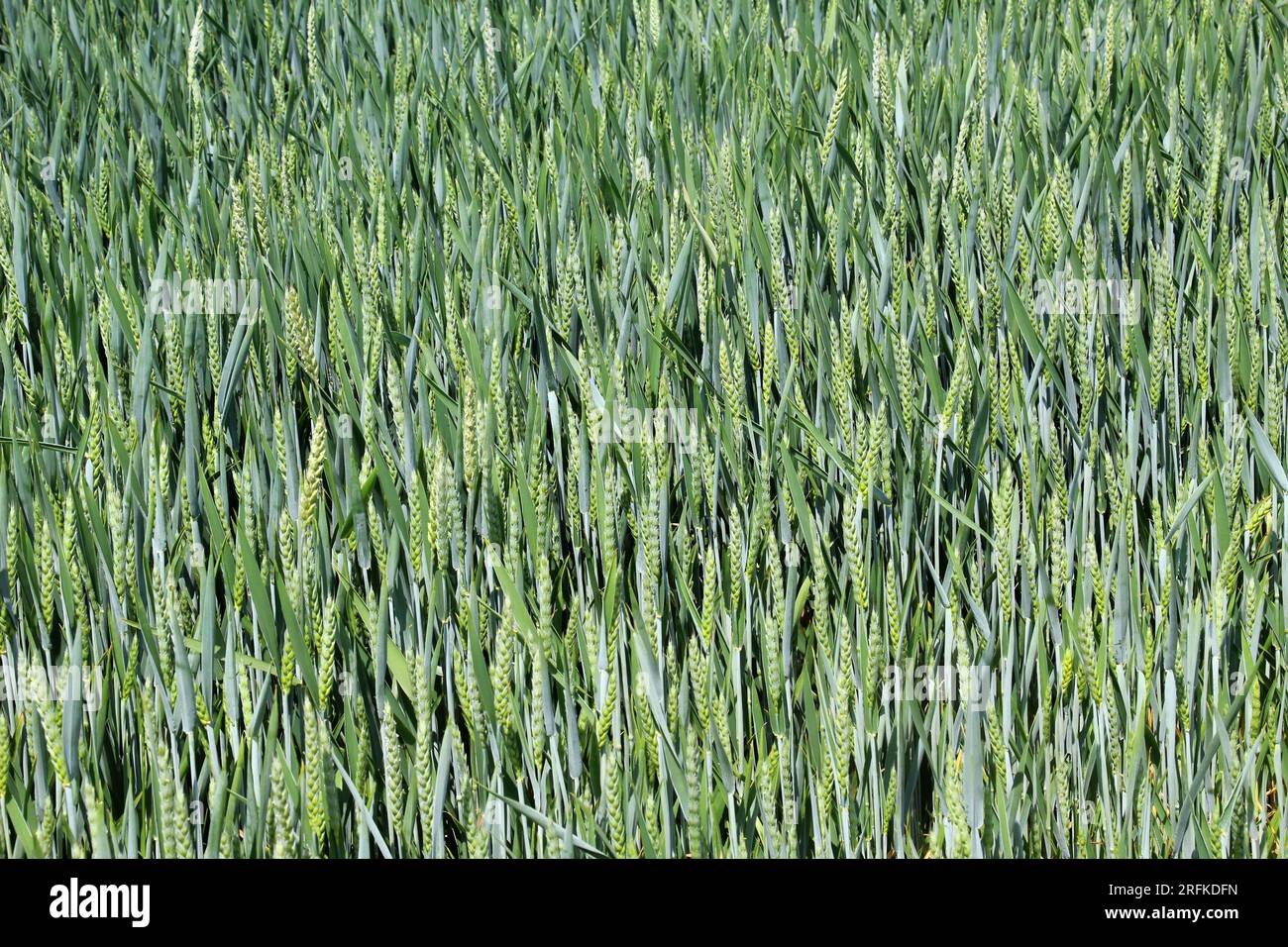 On the farm field growing green winter wheat Stock Photo