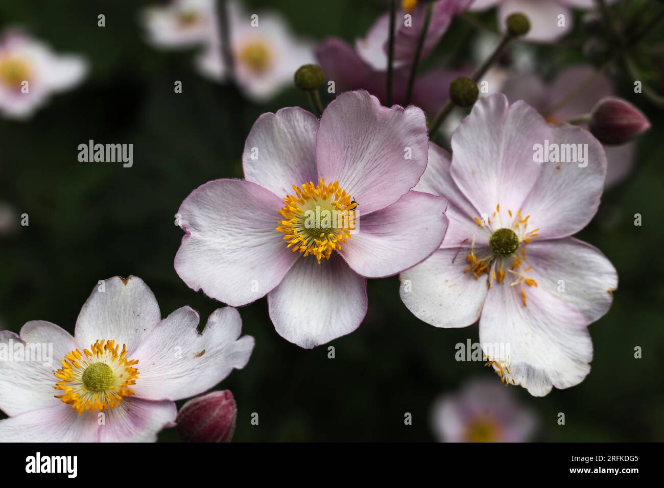 a close up of pink japanese windflowers in the summer garden Stock Photo