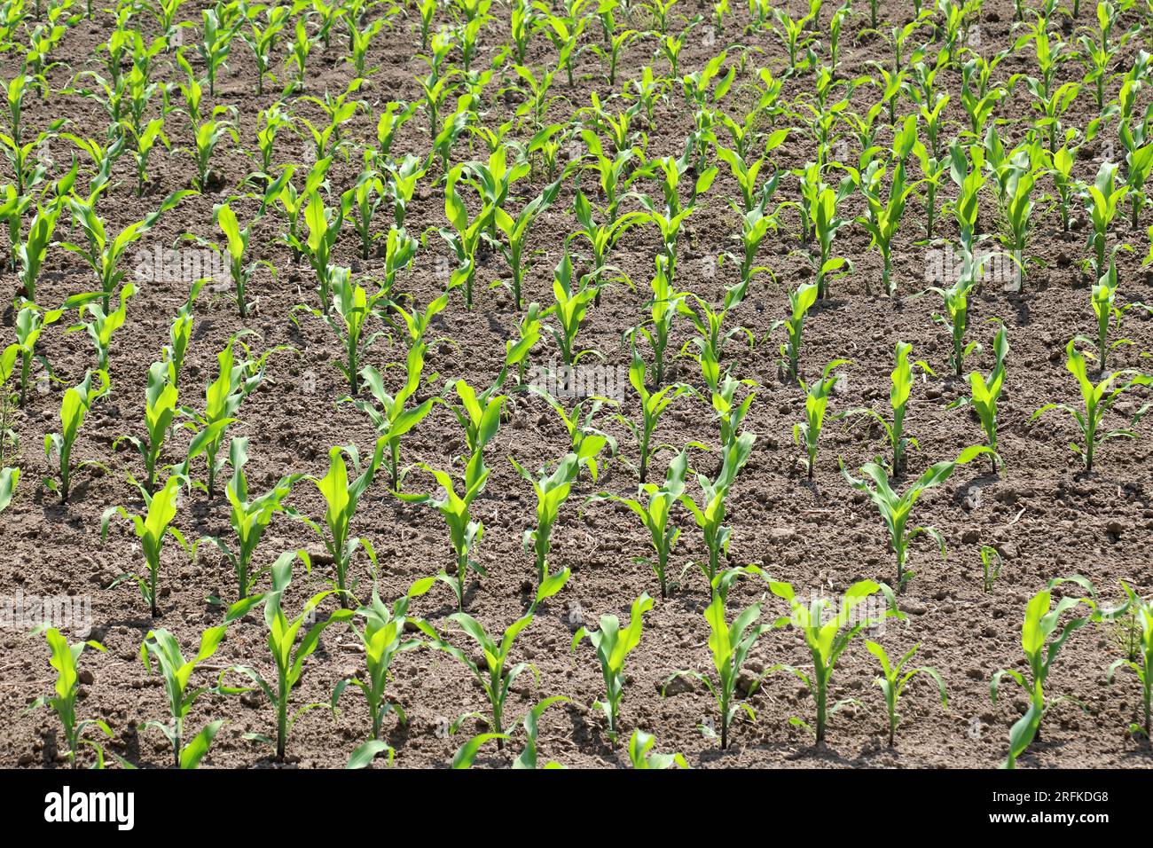 In the farmer's field there are rows of young corn seedlings Stock ...