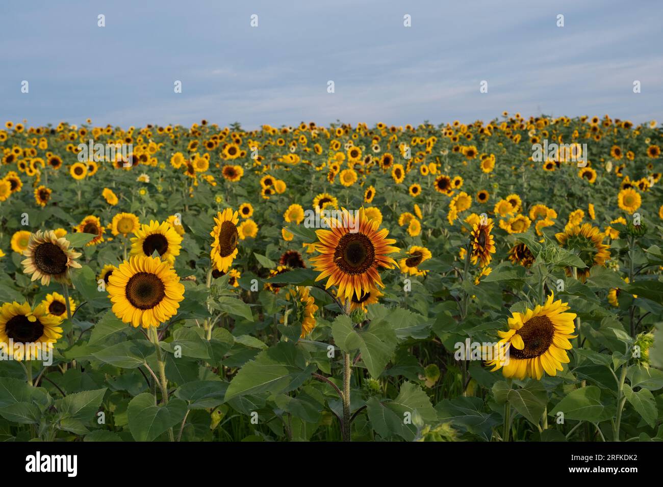 Field of yellow and red sunflowers under blue skies Stock Photo - Alamy