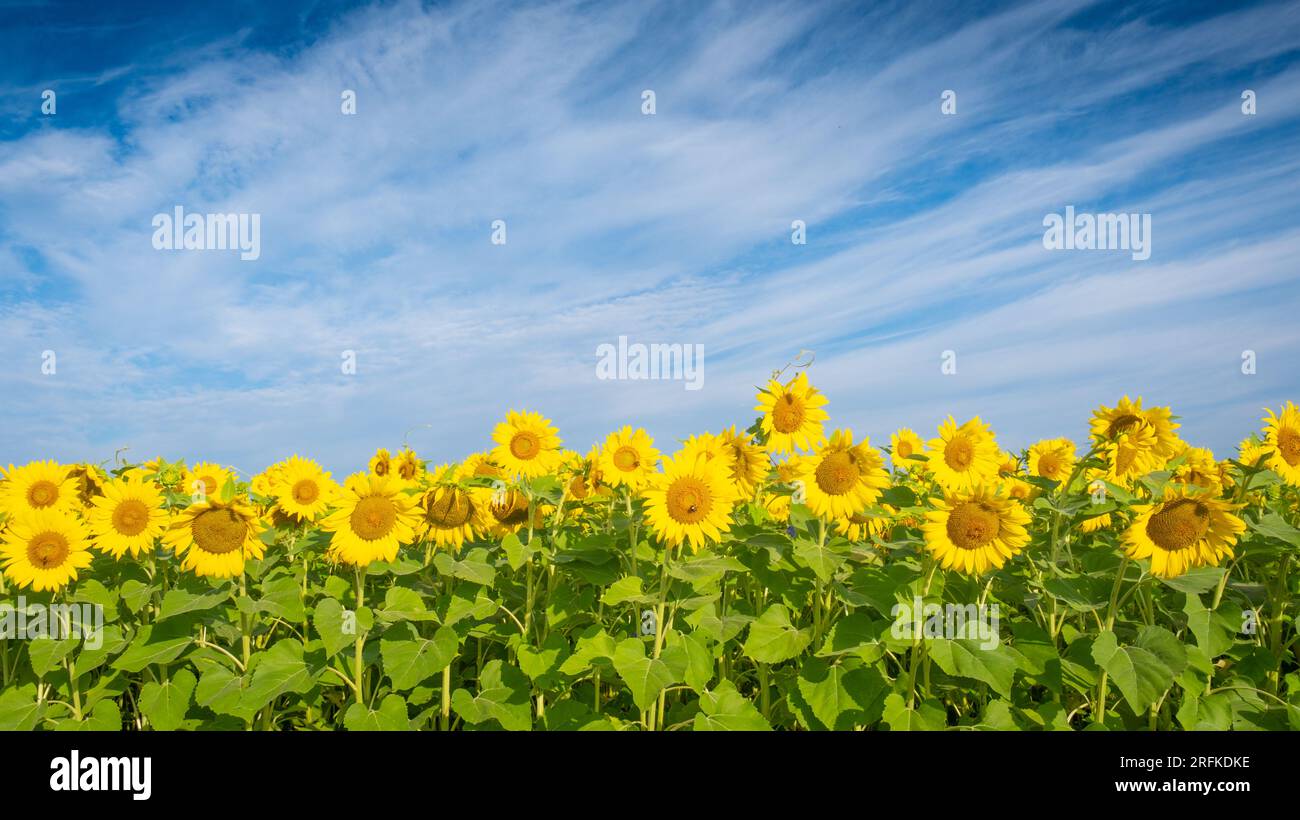 Field of yellow sunflowers under blue skies Stock Photo - Alamy