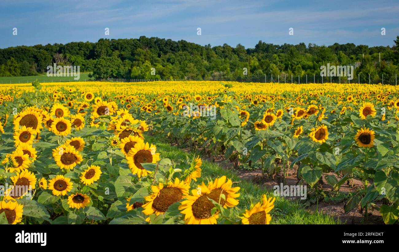 Field of orange and yellow sunflowers under blue skies Stock Photo - Alamy
