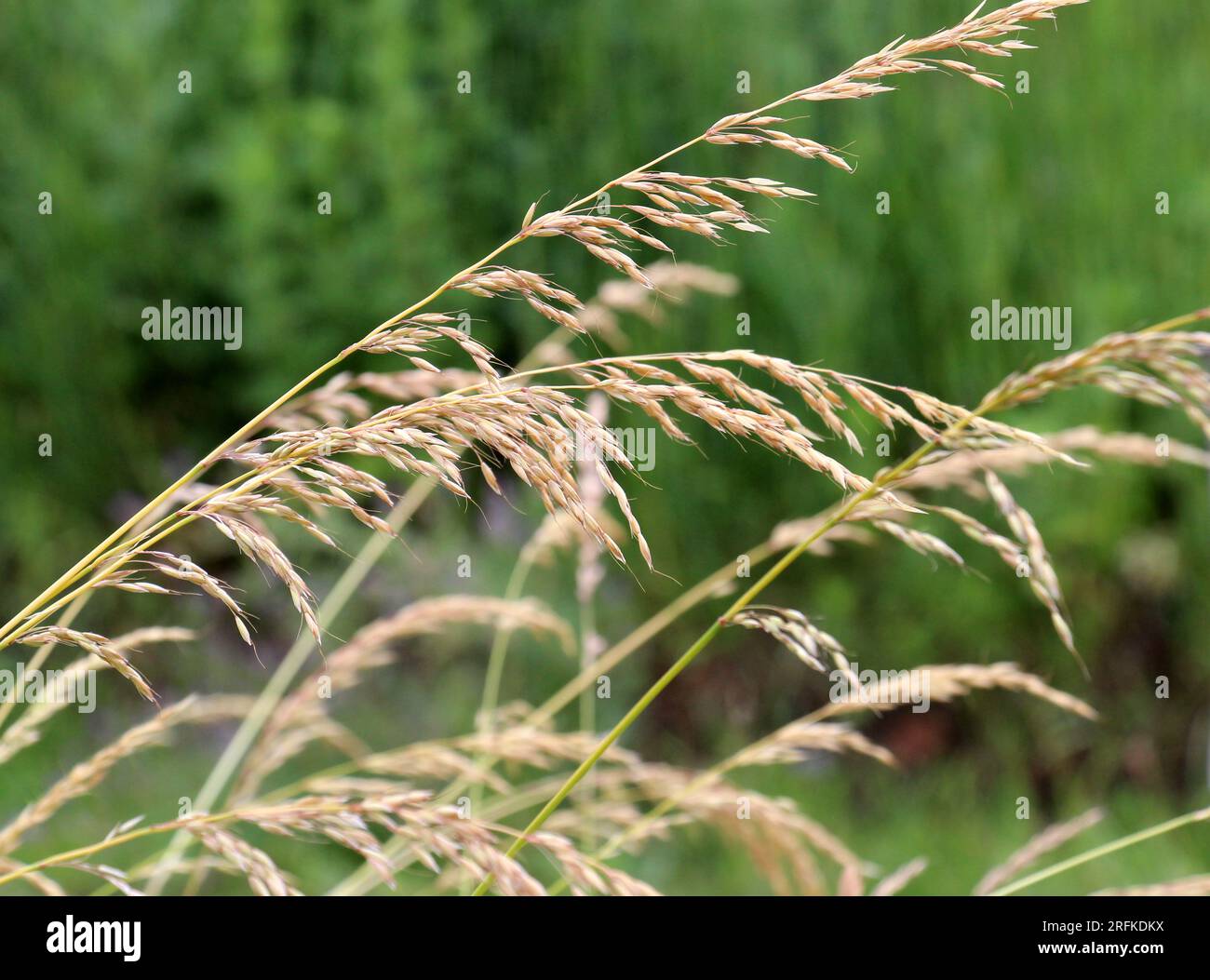 Cereal grass bromus grows in the wild Stock Photo