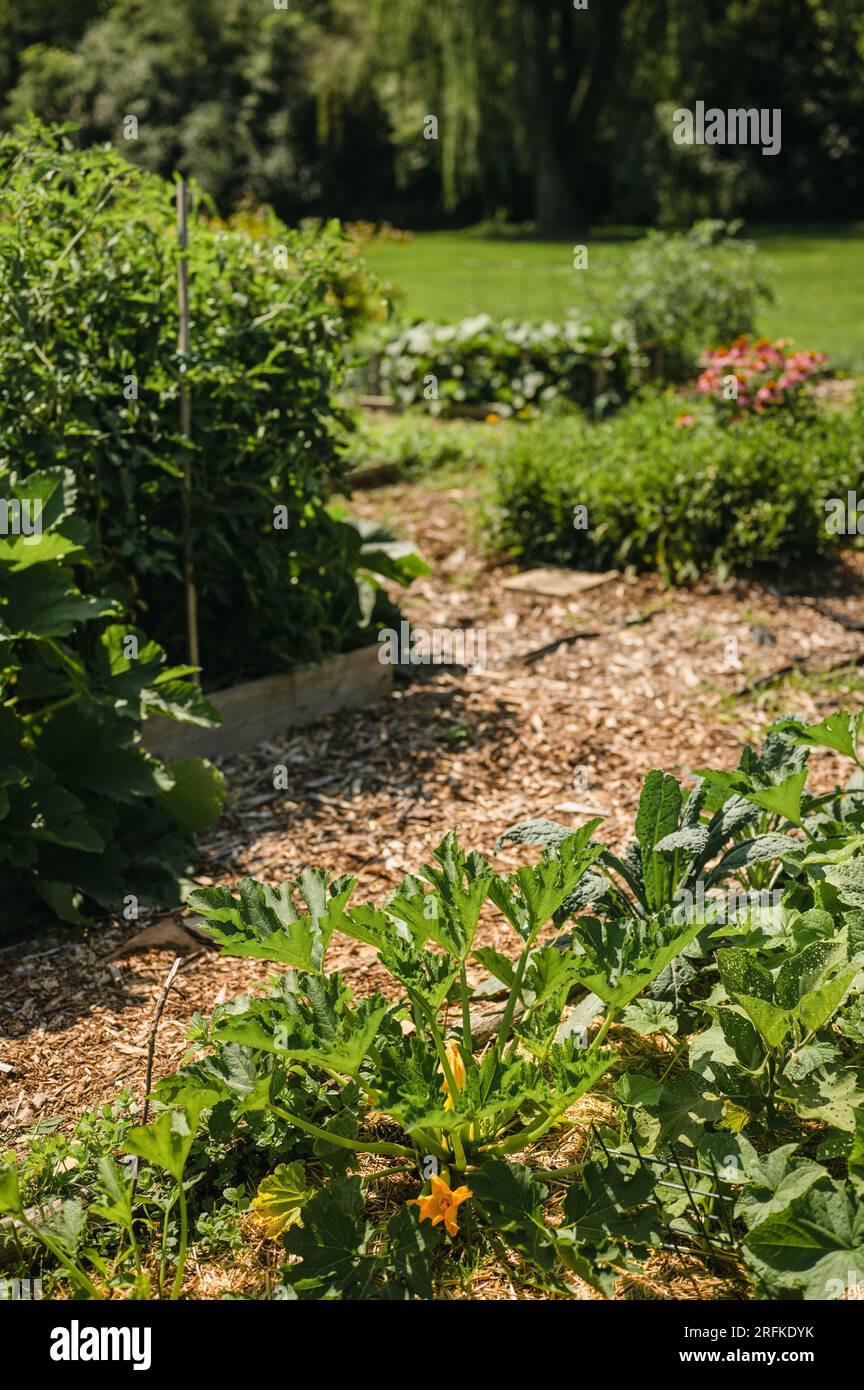 View of organized garden with raised beds and wood chip path Stock