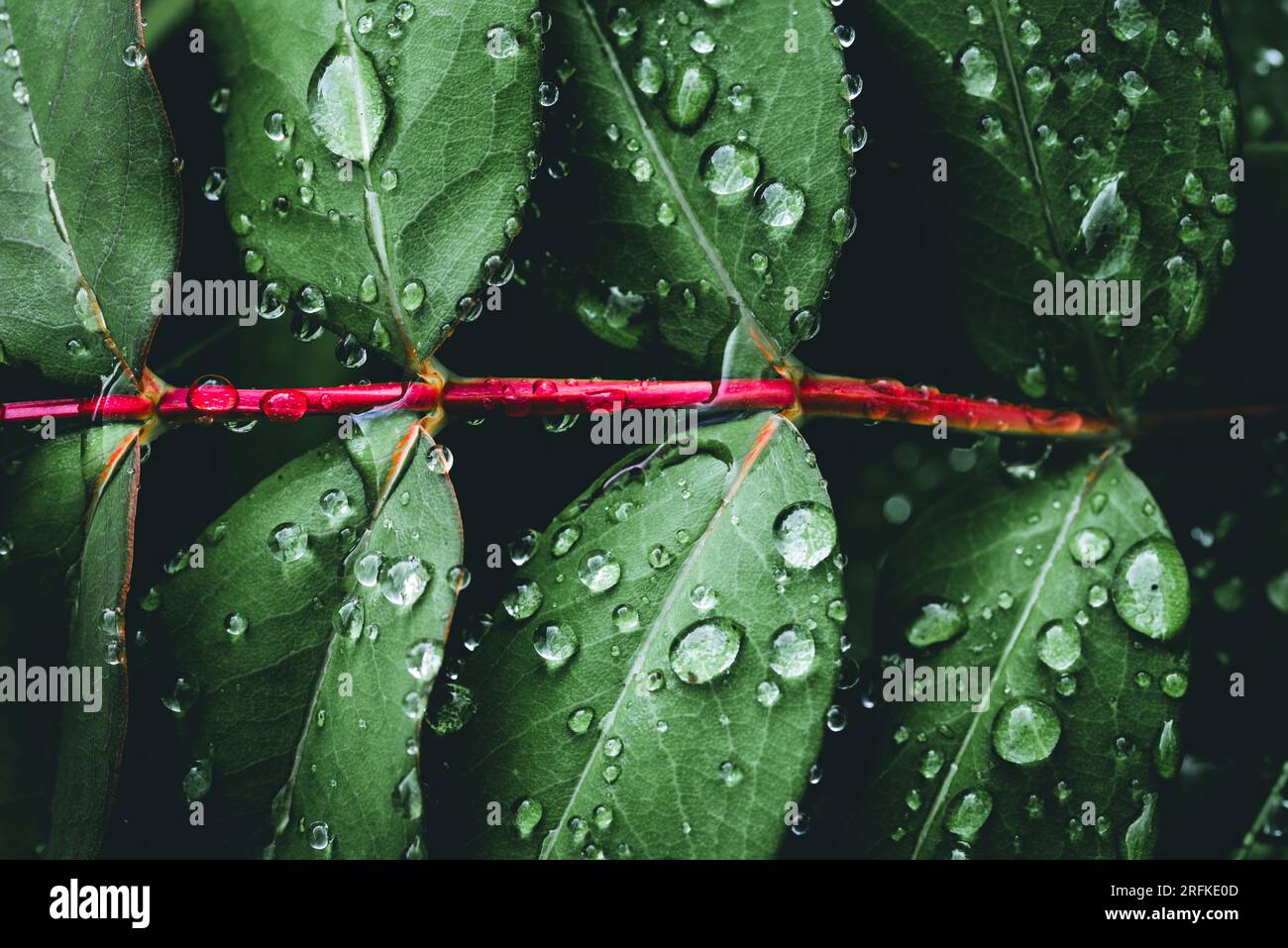 Background, pattern. Raindrops on green leaves. Stock Photo