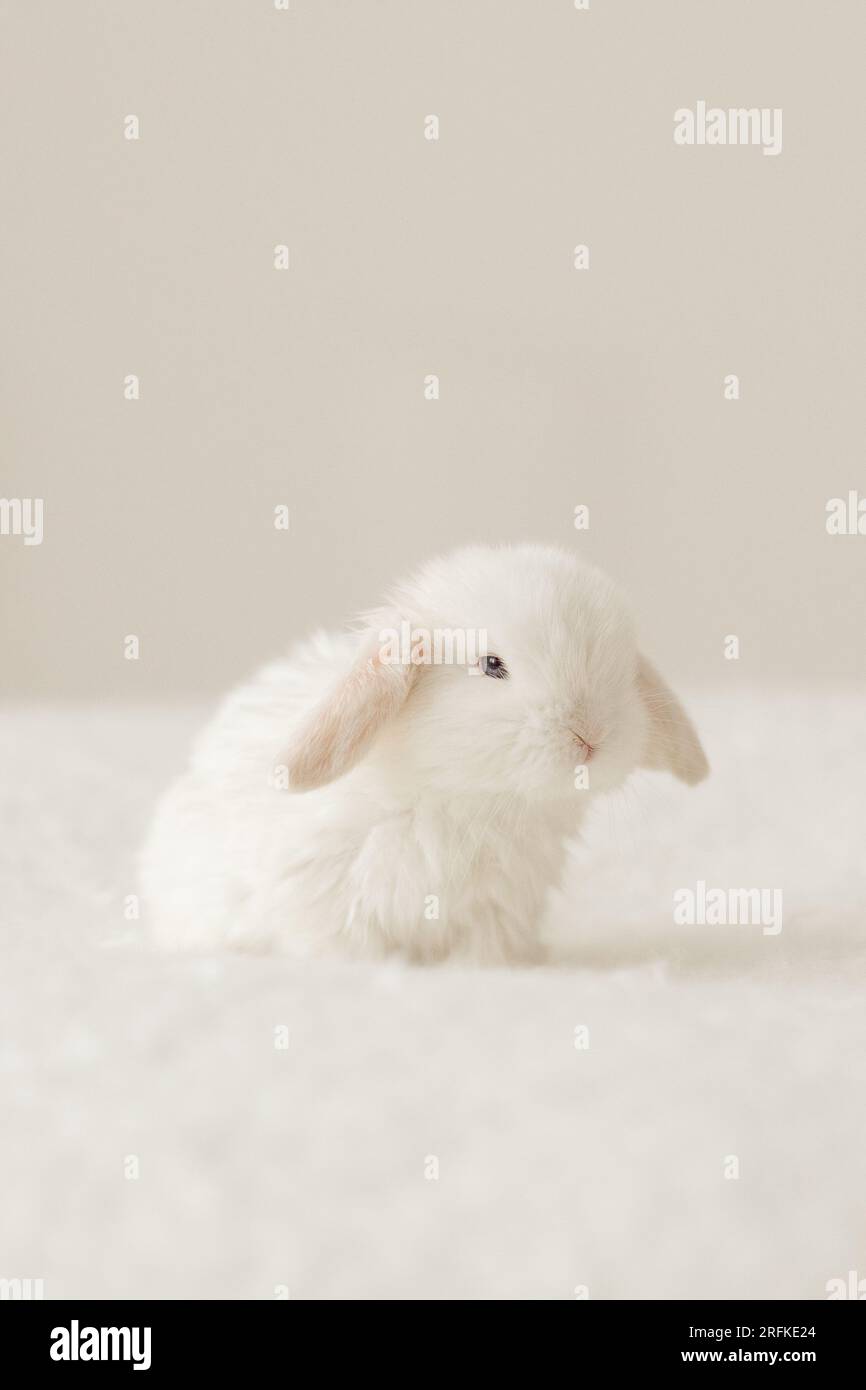 Baby bunny hi-res stock photography and images - Alamy