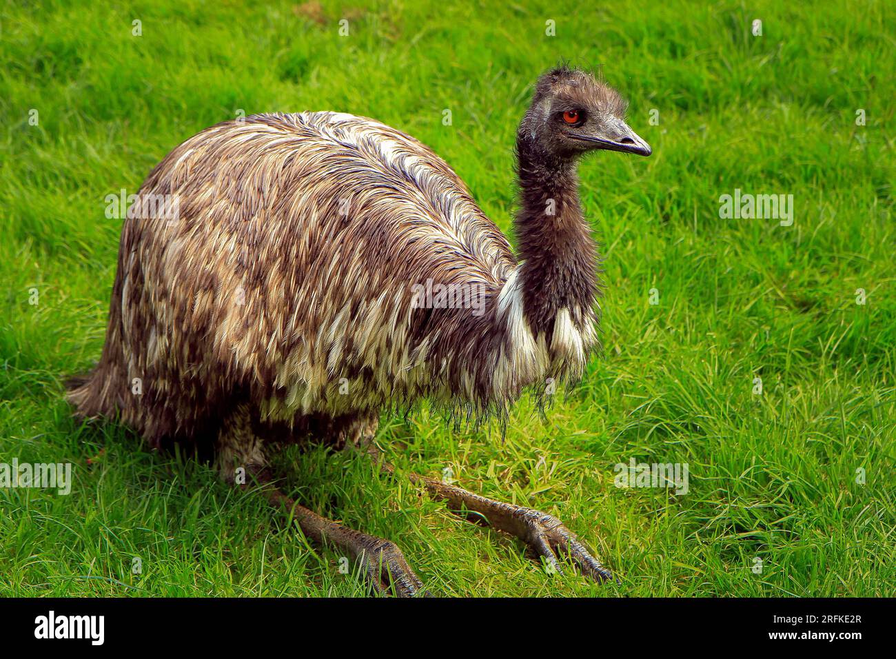 Sitting Emu in Cotswold Wild Life Park Stock Photo - Alamy